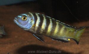 Metriaclima melissa 'Chirwa' Galerie Metriaclima melissa 'Chirwa'